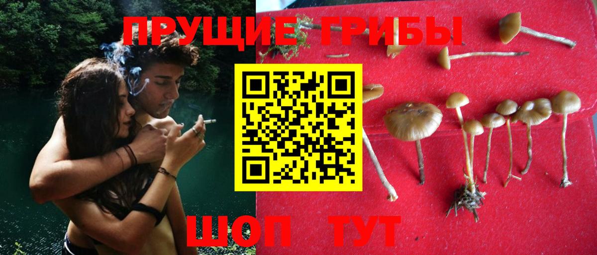 Псилоцибиновые грибы Psilocybine cubensis  Вход с VPN  Псилоцибиновые грибы GOLDEN TEACHER  Зеленокумск 